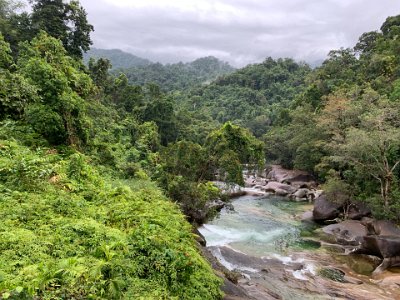 This is real, untouched by human hands, tropical rain forest. Thank you Abel Cottone for, all of those years ago,  preserving this delight for those of us in your future to enjoy.