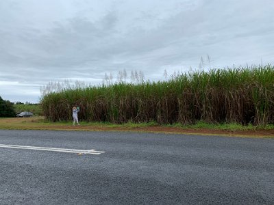 Jenni crosses the road to take a picture of the cane and to get an idea of the enormous size to which the cane grows.