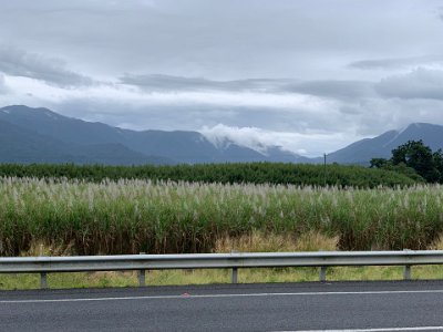 Here we have a field of cane in the foreground, another crop (possibly mangoes) in the mid-ground and Queensland's tallest mountain range in the background.