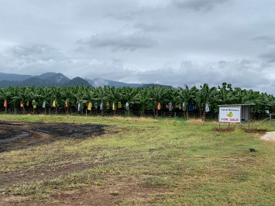 What a great use to put this land to: bananas. Not. I'd have preferred a rain forest.