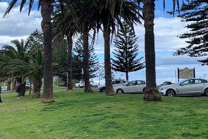 Tuesday 26 July 2022 We now walk to the blowhole through the Blowhole Point parklands. There is a sprinkling of cabbage tree palms here and a lot of healthy Norfolk Island Pines.