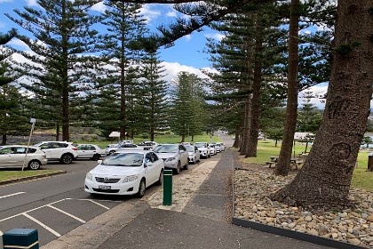 Tuesday 26 July 2022 Council planted these pines in 1897. This makes them 125 years old.