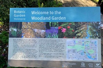 Wednesday 27 July 2022  "An intensively planted area, the Woodland Garden features a tiered design of canopy trees with an understory of small trees and shrubs sheltering the ground dwelling herbaceous perennials, bulbs and annuals. Many of the species are not commonly grown  on the coast, but are thriving in this developed environment. Woodland plants require a humus rich cool soil that imitates the natural accumulation of leaf litter or leaf mould. This habitat is achieved through the regular addition of organic matter aided by falling autumn leaves and the abundance of groundcover plants keeping the plant roots cool."