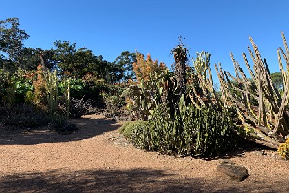 Wednesday 27 July 2022 Unfortunately we do not find anything Sonoran but we do see an immature saguaro. It is starting to grow arms but these take about 50 years to develop and the specimen is nowhere old enough.