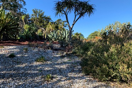 Wednesday 27 July 2022  "Many succulents grow in semi-arid or temperate regions which receive intermittent rainfall each year. Succulents thrive in poor shallow soils and have shallow root systems allowing them to utilise water from small amounts of rainfall. "