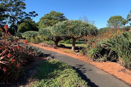 Wednesday 27 July 2022  " One of the more spectacular specimens is the Dracaena draco,  Dragon Blood Tree. The red resin exudes from the bark after wounding. The medicinal and colouring properties of this resin, and that from other dragon trees, was recorded by the ancient civilisations of Greece and Rome. It continues to be used in medicine, dyes, varnish and incense to this day."