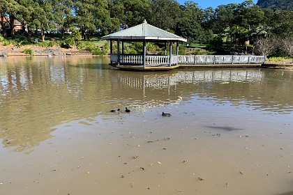 Wednesday 27 July 2022 We work our way around to the Duck Pond which is pretty murky because of the continuous rains we've had over many months.