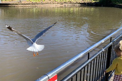 Wednesday 27 July 2022 The seagull takes off as I approach.