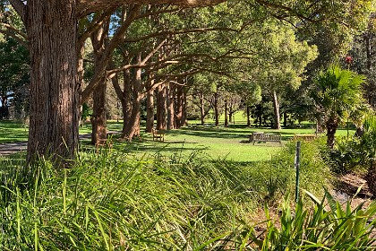 Wednesday 27 July 2022 My best guess is that these are serpentine trees but I'm probably wrong.  I suspect I'm wrong because serpentine trees were mostly destroyed by land clearing and only a few pockets survive in the Sydney Region; These trees have been planted in a row.