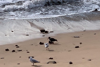 Tuesday 26 July 2022 The black bird is possibly an oyster catcher.