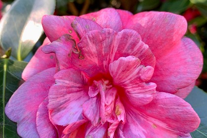 Wednesday 27 July 2022 Azaleas in the  Woodland Gardens.