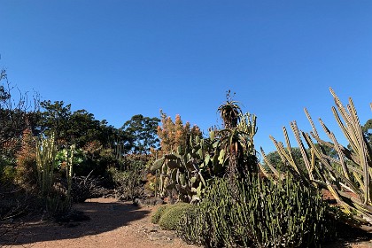 Wednesday 27 July 2022 We enter the Succulent section and look for US Desert species from the Sonoran/Mojave Deserts such as the Joshua Tree, Ocotillo, Cholla and cactus such as the Saguaro.