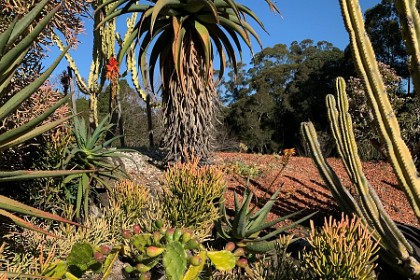 Wednesday 27 July 2022  "Planting began in 1983 and was completed in 1986. The Succulent Collection features Aloe, Agave, Euphorbia, Mesembryanthemum, Crassula, Euphorbia, Yucca, Sedum, Kalanchoe and Echeveria species, many mature specimens when planted."