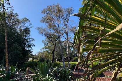 Wednesday 27 July 2022  "The best time to view this collection is in June and July. This is the time when the Agave and Aloe send their flower spikes towering into the sky. In spring the carpet of mesembryanthemum flowers beneath the Dragon Blood Trees also provide a spectacular display."