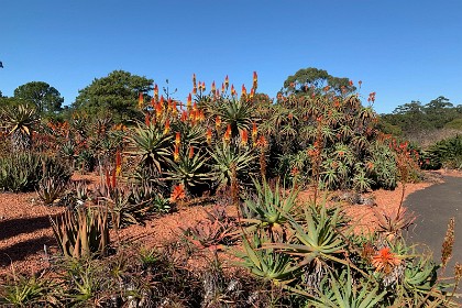 Wednesday 27 July 2022 A search of Google Lens tells us this is a kind of Aloe Vera.