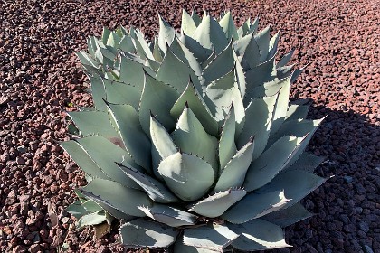 Wednesday 27 July 2022 This might be Sonoran or desert USA. It looks like it may be an Agave of some kind.