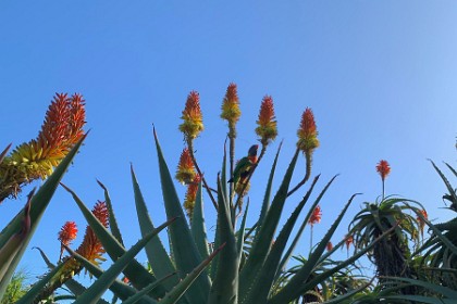 Wednesday 27 July 2022 It's a Rainbow Lorikeet.