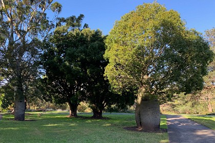 Wednesday 27 July 2022 We thought this might be a Boab but a nearby plaque describes it as a Queensland Bottle Tree.