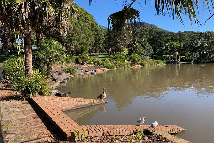 Wednesday 27 July 2022 A Christmas Goose is being fattened up.