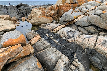 Saturday 28 May, 2022 - Bingie Bingie This is the high point of our visit. These rocks were horizontal millions of years ago but over the ages tipped to the vertical, almost certainly by subduction into the upper mantle.  Imagine these rocks when they were horizontal and we can see to our right, the diorite that was once forced upward through a fissure by the molten lava in the batholith. This seam runs diagonally through the picture.