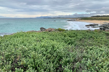 Saturday 28 May, 2022 - Bingie Bingie Jenni takes this picture of the next beach to the South, another large  beach called Coila Beach.  It is 4.4 kms long and it stretches all the way to Tuross Head. I'm so glad these beaches are preserved in National Parks.