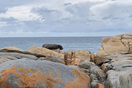 Saturday 28 May, 2022 - Bingie Bingie Oh joy, oh rapture. We spot a sea lion basking on the rocks. He ignores us and keeps sleeping.