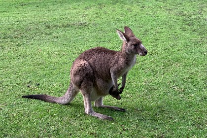 Saturday 28 May, 2022 - Depot Beach Back at the cabin, the kangaroos are still grazing.