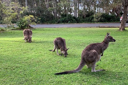 Saturday 28 May, 2022 - Depot Beach Look at the shoulders on the male kangaroo compared with the females' shoulders.