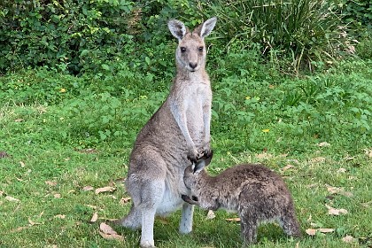 Saturday 28 May, 2022 - Depot Beach It's great to see the kangaroos have returned to the beach.