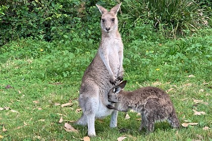 Saturday 28 May, 2022 - Depot Beach This Joey looks too big to climb aboard.