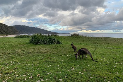 Saturday 28 May, 2022 - Depot Beach The fires of 2020 killed many of these beautiful creatures and destroyed their habitat.