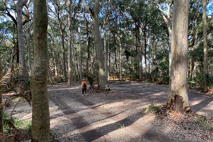 Sunday 29 May, 2022 - Myrtle Beach Myrtle Beach is still in the Murramarang NP a little south of Durras Beach. We take a walking track towards Myrtle beach. It starts off reasonably well and gets rapidly worse.