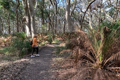 Sunday 29 May, 2022 - Myrtle Beach  We walk through an old-growth forest for a while.