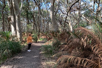 Sunday 29 May, 2022 - Myrtle Beach  There are lots of ferns and cabbage tree palms  well.