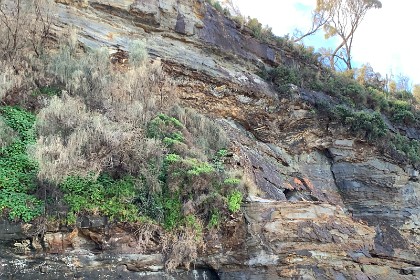 Sunday 29 May, 2022 - Myrtle Beach  The cliffs are a mish-mash of different layers of rock. The supporting stone at the bottom of the cliff is from the Lachlan Fold Belt  that was formed in the Middle Paleozoic from 450 to 340 Mya. Fragments of the Sydney Basin exist in this cliff.