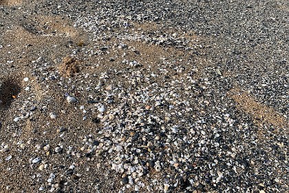 Sunday 29 May, 2022 - Myrtle Beach These sea shells seem to be mixed with small lumps (clasts) of a broken black rock and perhaps they were all mixed together in the cliffs behind us.