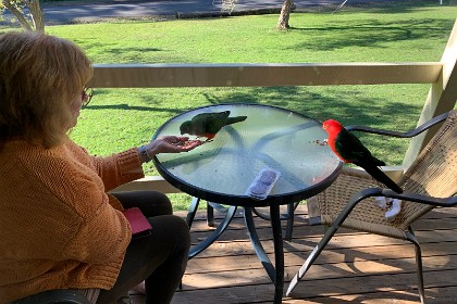 Sunday 29 May, 2022  " The king parrot is endemic to eastern Australia ranging from Cooktown in Queensland to Port Campbell in Victoria."