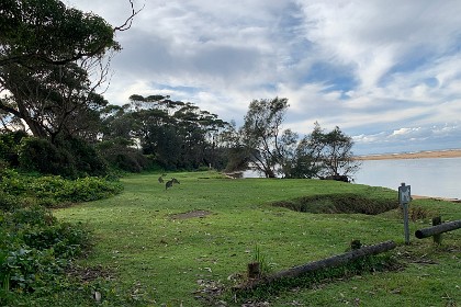 Sunday 29 May, 2022 - North Durras It's encouraging that kangaroos have returned to this area after badly suffering during the 2020 fires.