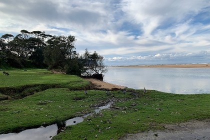 Sunday 29 May, 2022 - North Durras A small family of ducks live here.