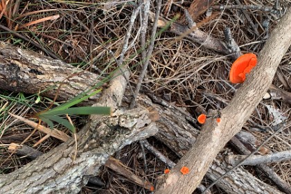 Sunday 29 May, 2022 - Myrtle Beach   "Orange Bracket fungus: can be solitary but more common in large groups on sticks and logs, refreshed after rain. It is probably the most widely distributed bracket fungus in Australia."