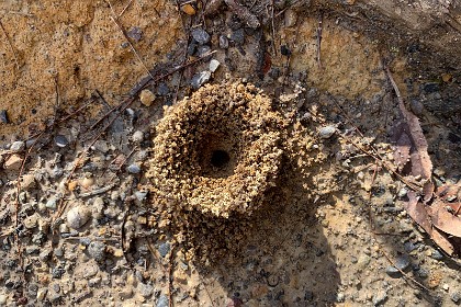 Sunday 29 May, 2022 - Myrtle Beach Some sort of critter lives in this hole.