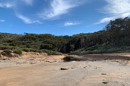 Sunday 29 May, 2022 - Myrtle Beach As Myrtle Beach is part of the Murramarang National Park, another small pocket of littoral forest exists here at the beach.