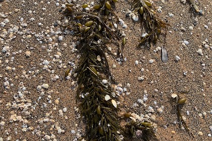 Sunday 29 May, 2022 - Myrtle Beach  Seaweed washes up on shore.