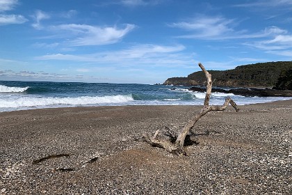 Sunday 29 May, 2022 - Myrtle Beach  An interesting piece of driftwood.