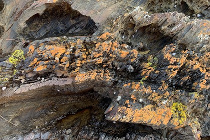 Sunday 29 May, 2022 - Myrtle Beach  On the Southern headland, this orange stuff appears to be a fungus.