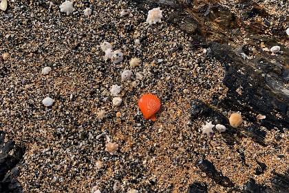 Sunday 29 May, 2022 - Myrtle Beach Relatively recent sea shells mixed in with badly broken shells from the past.