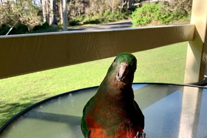 Sunday 29 May, 2022  Back at the cabin, a pair of King Parrots join Jenni as she sips a glass of wine on the front porch.