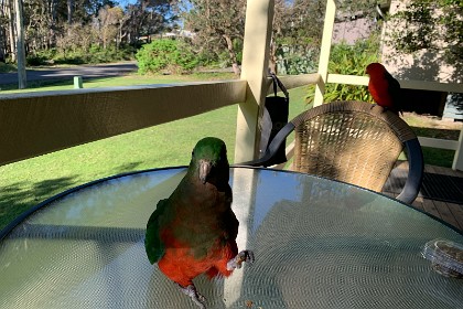 Sunday 29 May, 2022  She feeds them broken pieces of seed crackers; they take the cracker in one claw to eat it while they balance on the other foot.