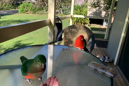 Sunday 29 May, 2022   "Male King-Parrots are the only Australian parrots with a completely red head. Females are similar to males except that they have a completely green head and breast. Both sexes have a red belly and a green back, with green wings and a long green tail. King Parrots are normally encountered in pairs or family groups."