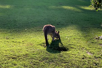 Thursday 26 May, 2022 In front of our front porch we have kangaroos grazing.